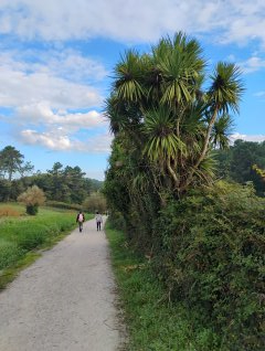 Camino Litoral 2 - Dzień 12. Palmy od czasu do czasu