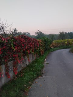Camino Litoral 2 - Dzień 13. Szarobury ranek, ale kwiatki ładne
