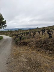 Camino Frances - Dzień 2. Wśród winnic regionu Bierzo