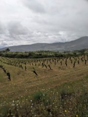 Camino Frances - Dzień 2. Winnice regionu Bierzo