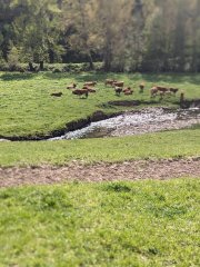 Camino Frances - Dzień 3. Krówki