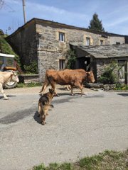 Camino Frances - Dzień 4. Galicyjski przemarsz krów