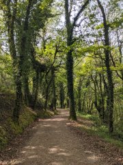 Camino Frances - Dzień 5. Trochę lasu