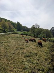 Camino Frances - Dzień 5. Pasące się krowy