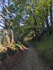Camino Frances - Dzień 5. Leśna ścieżka