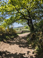 Camino Frances - Dzień 6. Droga w zagajnikach