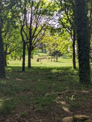 Camino Frances - Dzień 11. 